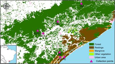 Evidence of Elevational Speciation in Kerteszia cruzii (Diptera: Culicidae) in the Ribeira Valley, São Paulo, Brazil